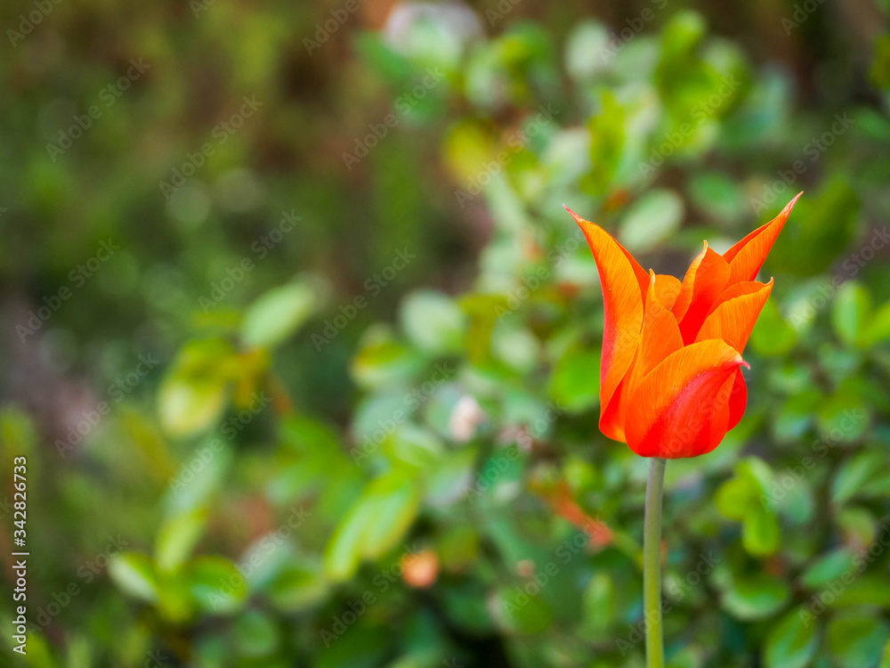 Dark orange tulip with three sharp petals on a green background of foliage. Spring flowers in the garden Dark orange tulip with three sharp petals on a green background of foliage. Spring flowers in the garden