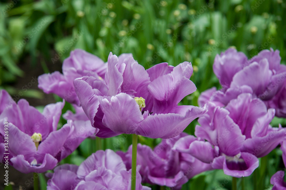 Naklejka premium Light purple tulips on a Sunny summer day