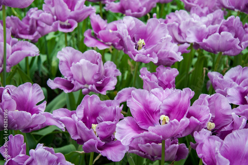 Light purple tulips on a Sunny summer day