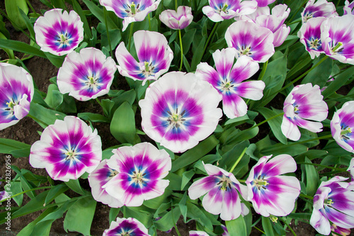 Colorful tulips on a Sunny spring day