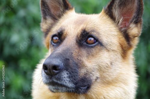 Image of a German shepherd in close-up, which is looking carefully to the side.