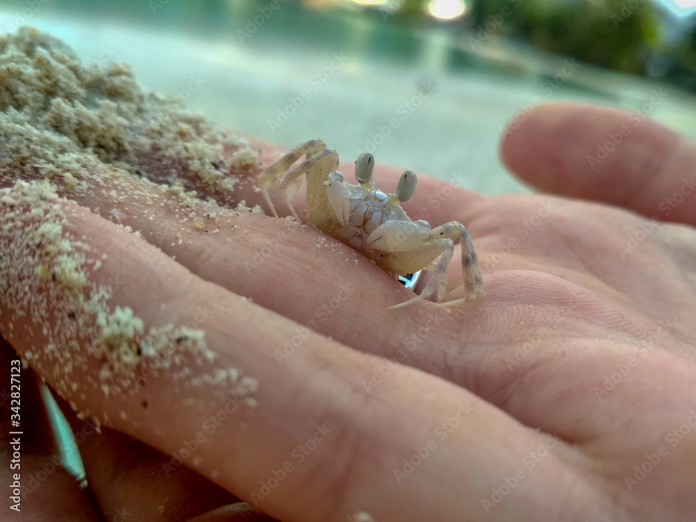 Little hermit crab in the hand