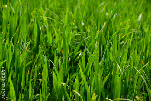 Young green wheat detail