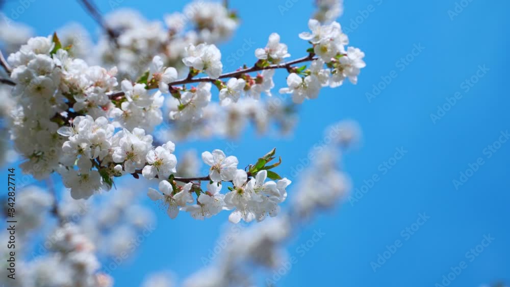 Blooming sakura branch sways in the wind against a blue background. Blooming sakura branch sways in the wind against a blue background.