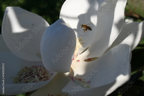 Magnolia of Alabama 2020 II