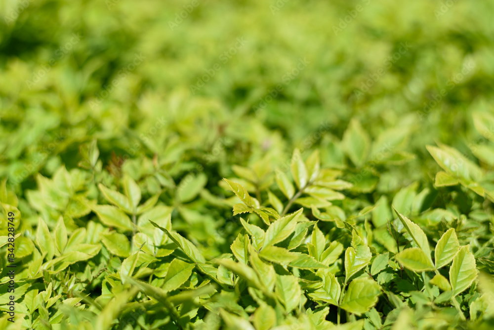 Abstract background with many tiny green leaves. Abstract background with many tiny green leaves.