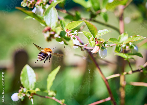 A beautifully striped Tree Bumblebee (Bombus hypnorum) flying towards a blueberry bush flower.