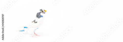 Budgie on a white background.Banner for your store or veterinary clinic.Food  care and health of Pets  birds