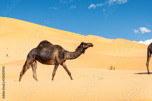 Group of dromedaries in the Omani Rub al-Chali Desert