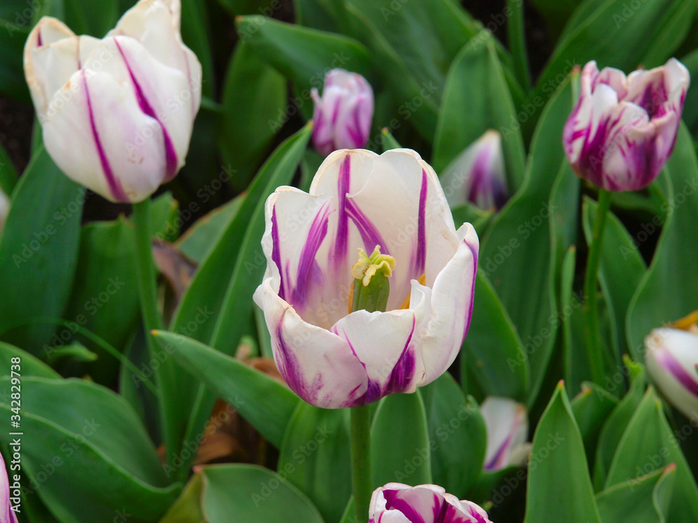 Fototapeta premium White tulips with green background