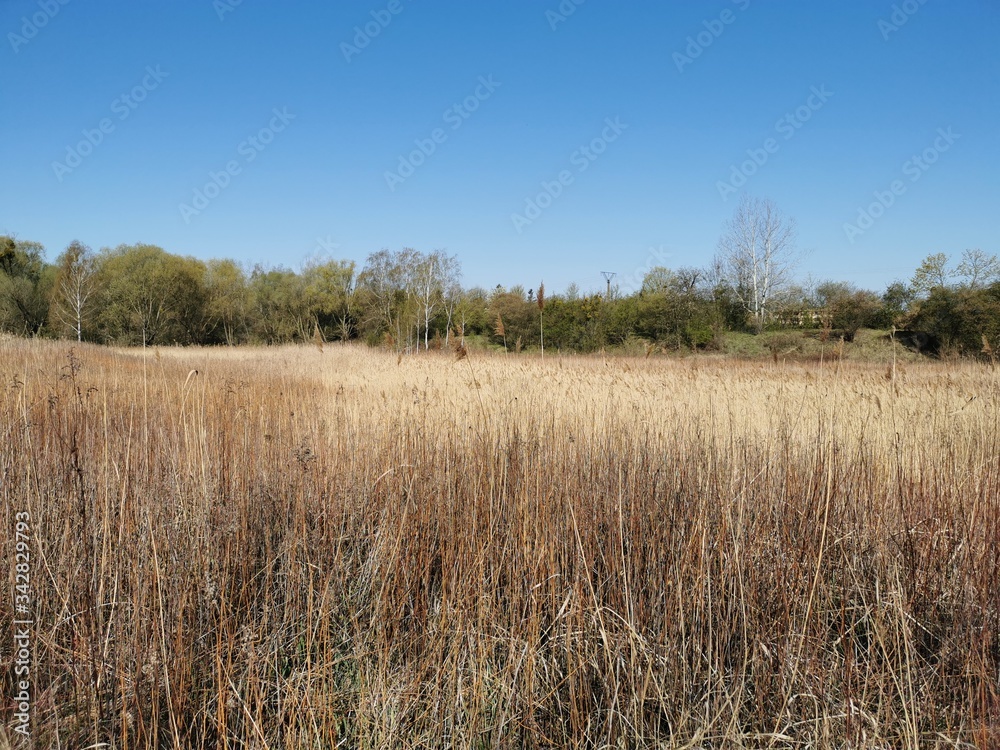 reed in the wind reed in the wind