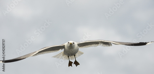 seagull´s coming
