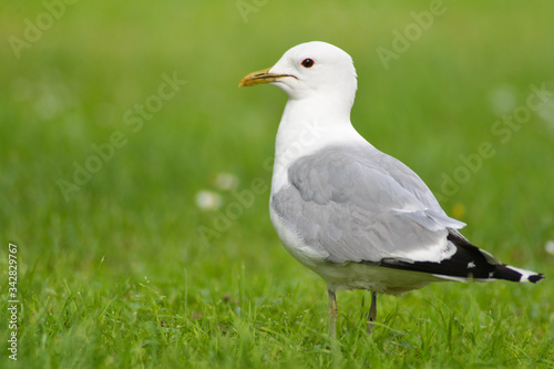 seagull on the gras