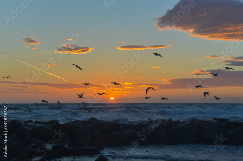 seagulls in the sunset