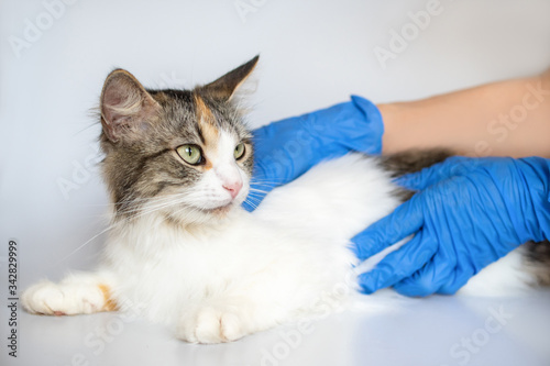 Fototapeta Naklejka Na Ścianę i Meble -  A good veterinarian with blue gloves palpates the tummy of a pregnant tricolor cat on a white background: concept