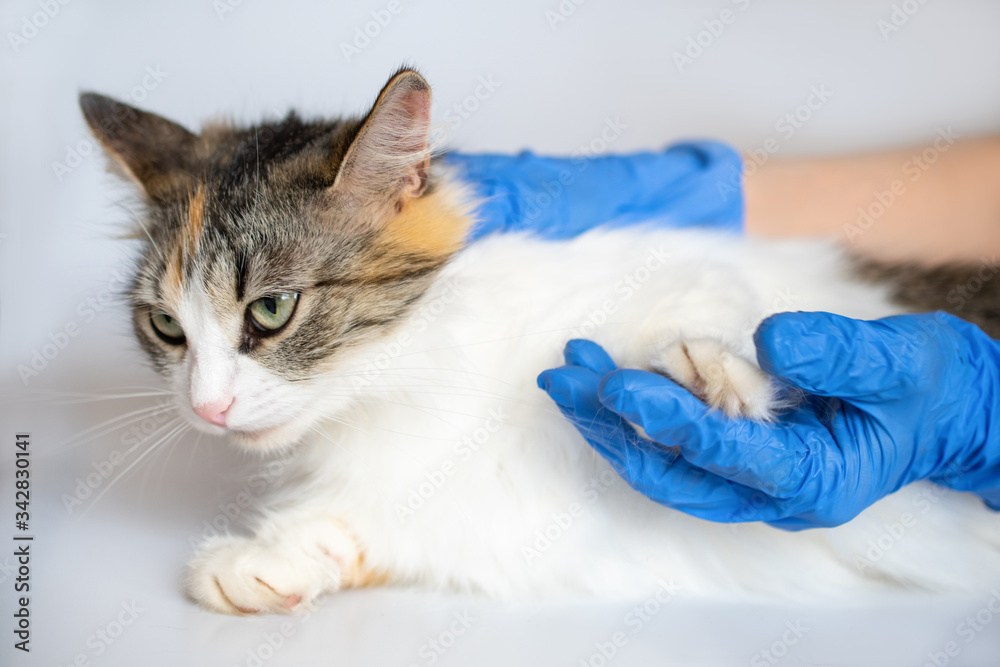 A kind veterinarian with blue gloves holds a paw of a three-color cat on a white background: concept