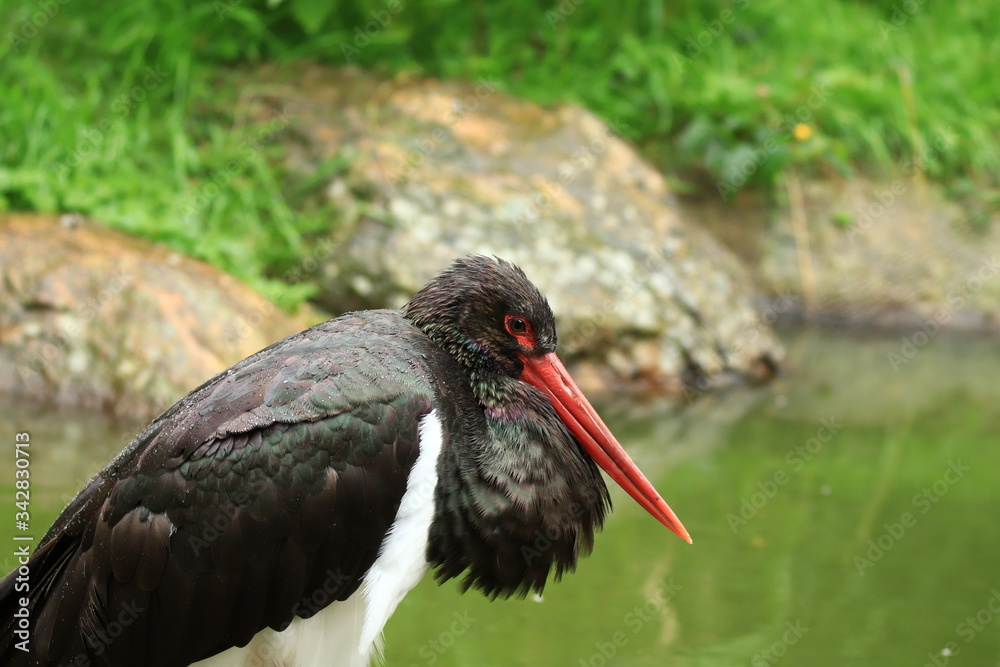 Black stork  a big rare bird standing next to a lake in a wildlife zoo.