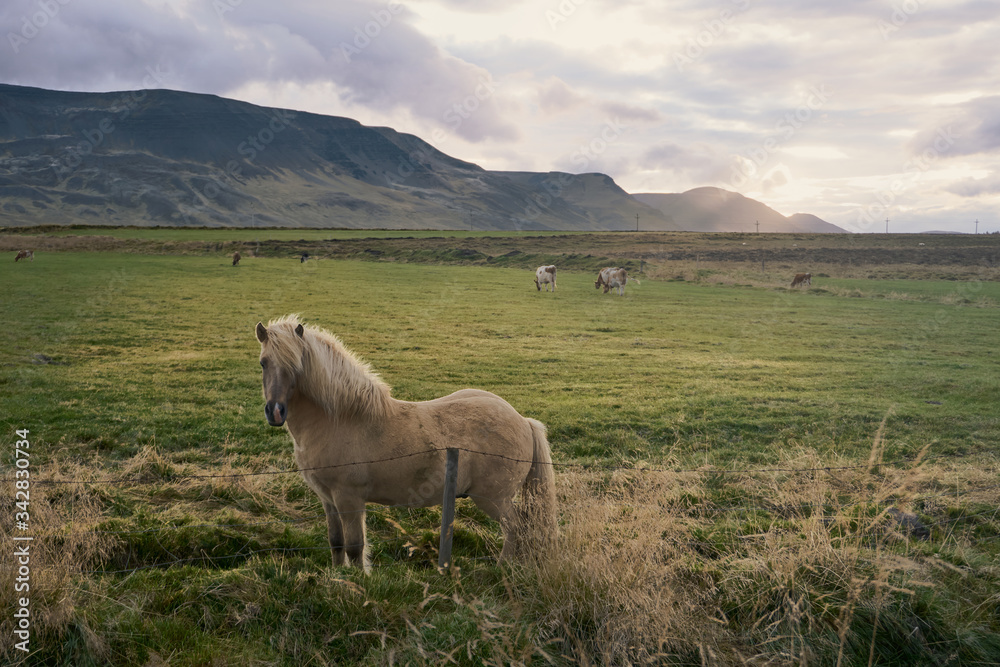 Sunrise in the fields of iceland with horses, sheep and cows