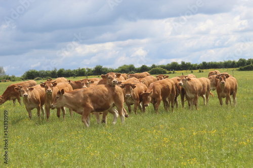 Troupeau de jeunes vaches de race Limousine dans un champ d'herbe verte, regardant vers la caméra