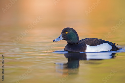 A adult male tufted duck (Aythya fuligula) swimming and foraging in a city pond in the capital city of Berlin Germany. 