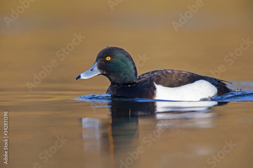 A adult male tufted duck (Aythya fuligula) swimming and foraging in a city pond in the capital city of Berlin Germany. 