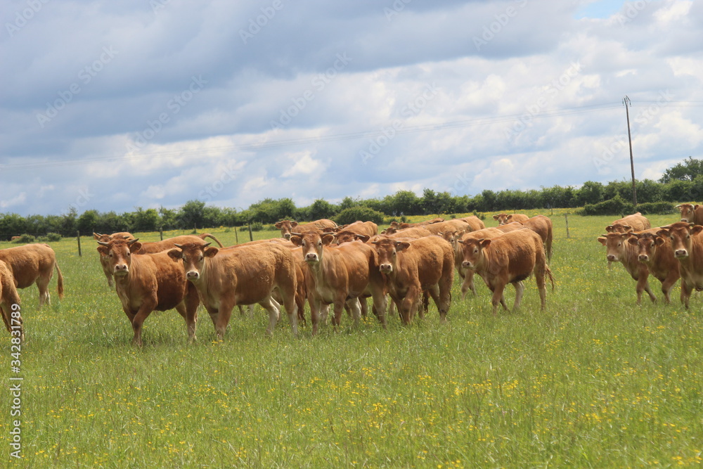 Troupeau de jeunes vaches de race Limousine dans un champ d'herbe verte, regardant vers la caméra