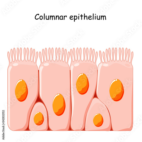 Ciliated columnar epithelium. photo