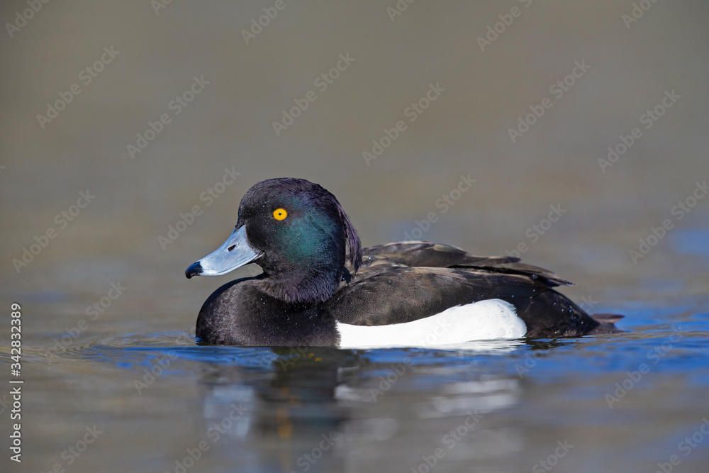 A adult male tufted duck (Aythya fuligula) swimming and foraging in a city pond in the capital city of Berlin Germany. A adult male tufted duck (Aythya fuligula) swimming and foraging in a city pond in the capital city of Berlin Germany.