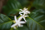 White flower in coffee tree close up