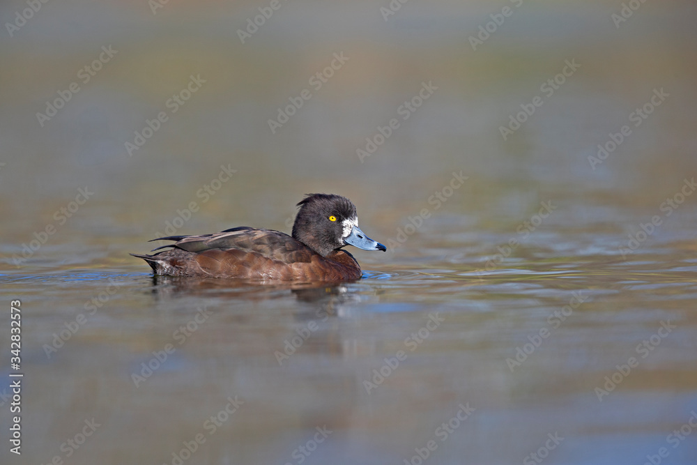 A adult female tufted duck (Aythya fuligula) swimming and foraging in a city pond in the capital city of Berlin Germany. Photographed from a low angle . A adult female tufted duck (Aythya fuligula) swimming and foraging in a city pond in the capital city of Berlin Germany. Photographed from a low angle .