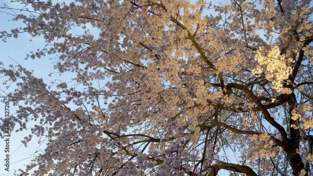 Blooming cherry (sakura) tree in Japanese park at evening. Blooming cherry (sakura) tree in Japanese park at evening.