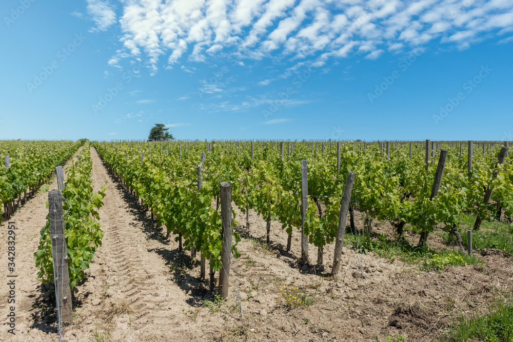 Vignes en Gironde (Saint-Emilion)