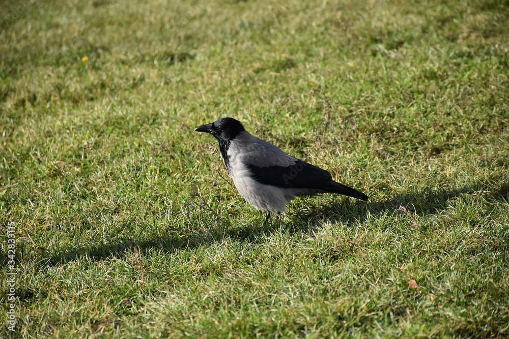 Fototapeta premium The crow stands in green grass and calmly watches the surroundings