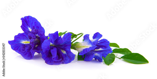 Butterfly pea flower on white background , Clitoria ternatea