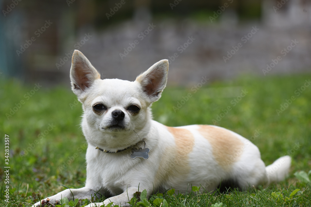 cane animale domestico amico uomo pelo 