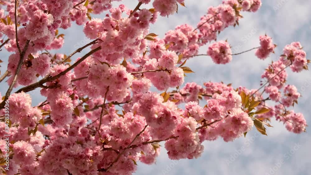 Spring sunny day with cherry blossoms sakura blurred romantic video background Spring sunny day with cherry blossoms sakura blurred romantic video background