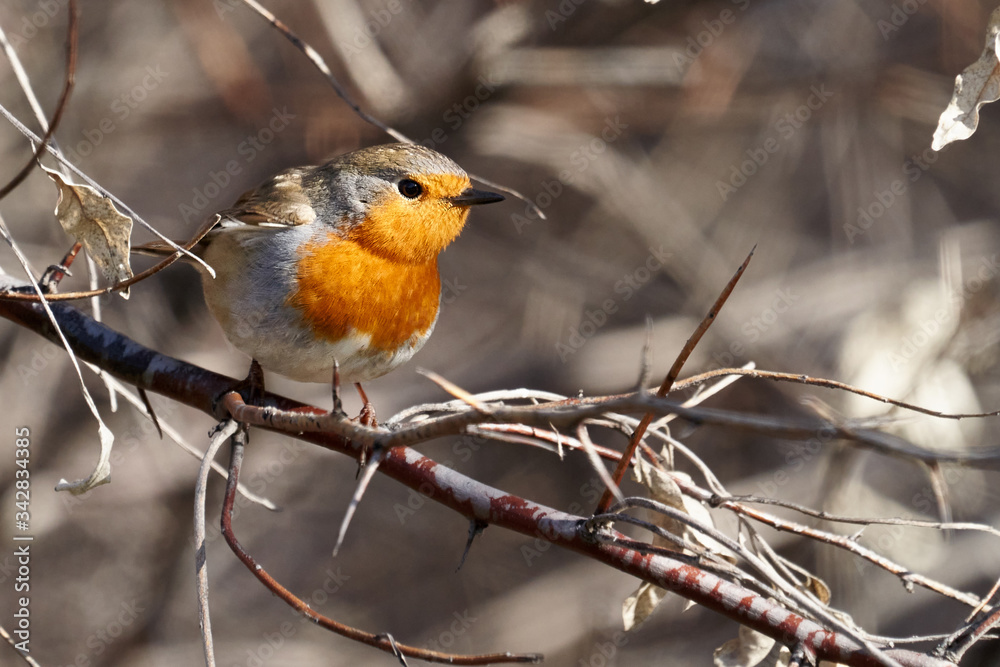 Fototapeta premium Bird - European Robin ( Erithacus rubecula ) sitting on a branch of a bush sunny spring morning. Close-up.