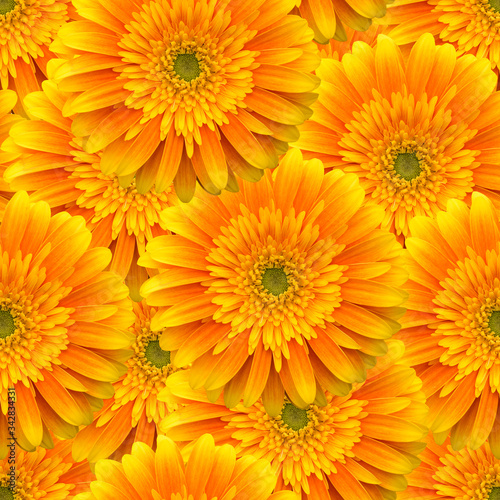 seamless pattern with  gerbera flowers