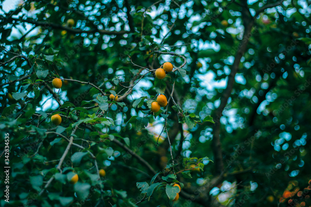 Abundance of yellow plums on leafy branches against the blue sky. Sunlit, fruitful branches bent down under a weight of plums. Yellow plums with a slight reddish blush ripening on a plum tree.
