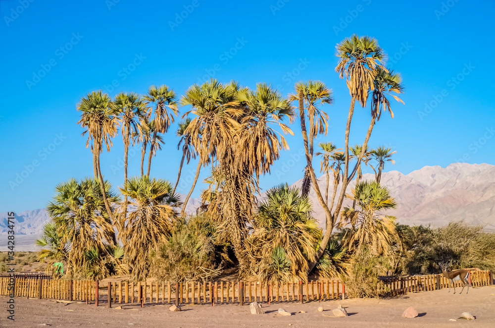 Exotic Doum palms in desert area between Jordan and Israel. These tropical plants are the most northern point of their distribution in the world inhabiting the Middle East, small population located ne Exotic Doum palms in desert area between Jordan and Israel. These tropical plants are the most northern point of their distribution in the world inhabiting the Middle East, small population located ne
