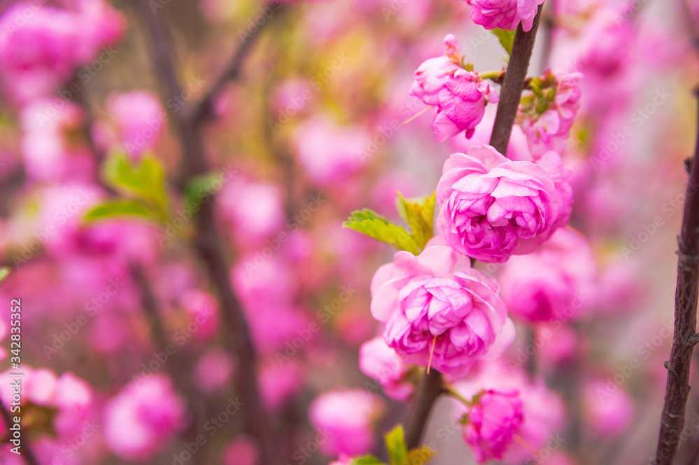 Natural texture of flowering trees. Blossom trees closeup as a place for text. Greeting card background of pink sakura flowers and copy space. Natural texture of flowering trees. Blossom trees closeup as a place for text. Greeting card background of pink sakura flowers and copy space.
