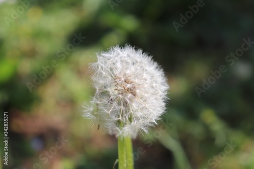 Fleur de pissenlit au printemps sur fond d herbe - D  partement du Rh  ne - France