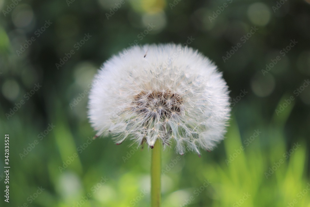 Fleur de pissenlit au printemps sur fond d'herbe - Département du Rhône - France Fleur de pissenlit au printemps sur fond d'herbe - Département du Rhône - France