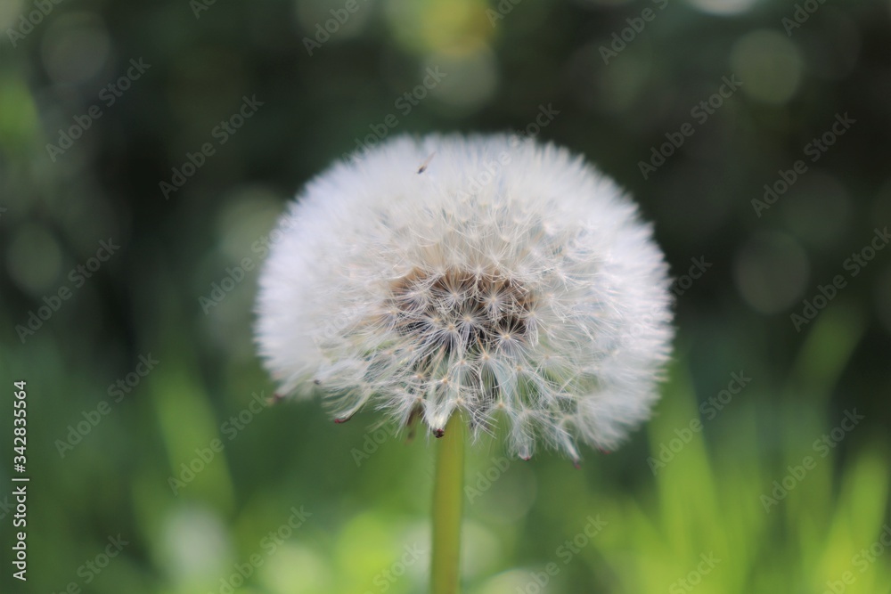 Fleur de pissenlit au printemps sur fond d'herbe - Département du Rhône - France Fleur de pissenlit au printemps sur fond d'herbe - Département du Rhône - France