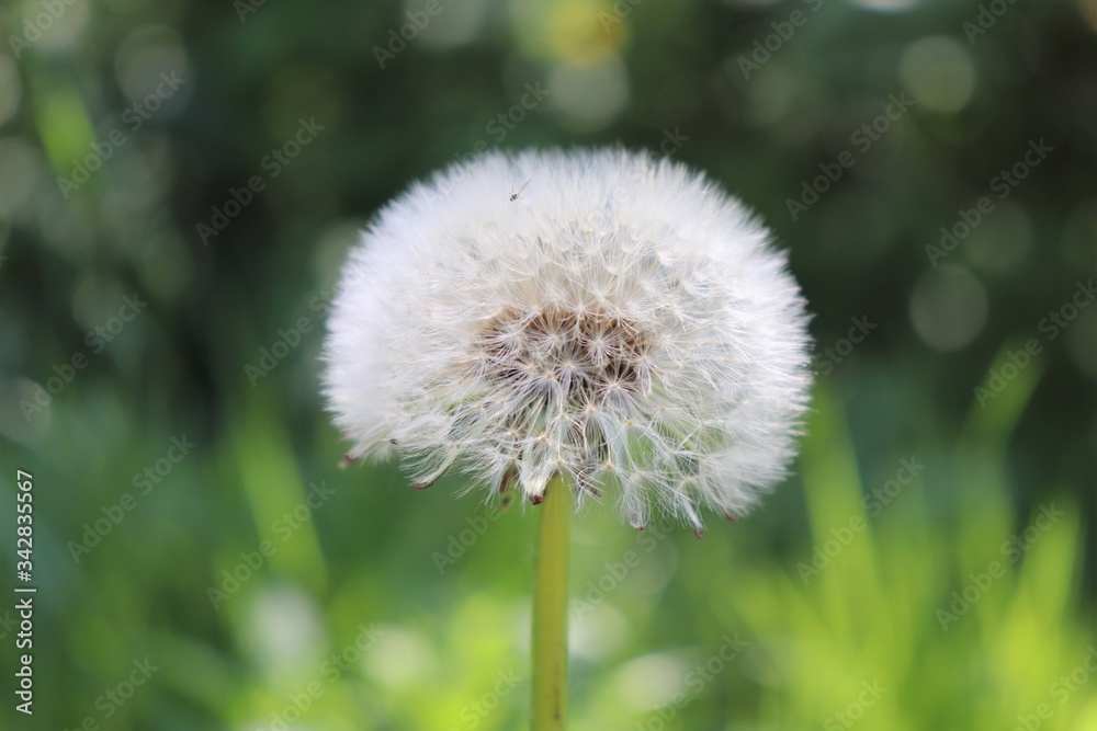 Fleur de pissenlit au printemps sur fond d'herbe - Département du Rhône - France Fleur de pissenlit au printemps sur fond d'herbe - Département du Rhône - France