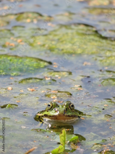 Green frog in a pond © Saule