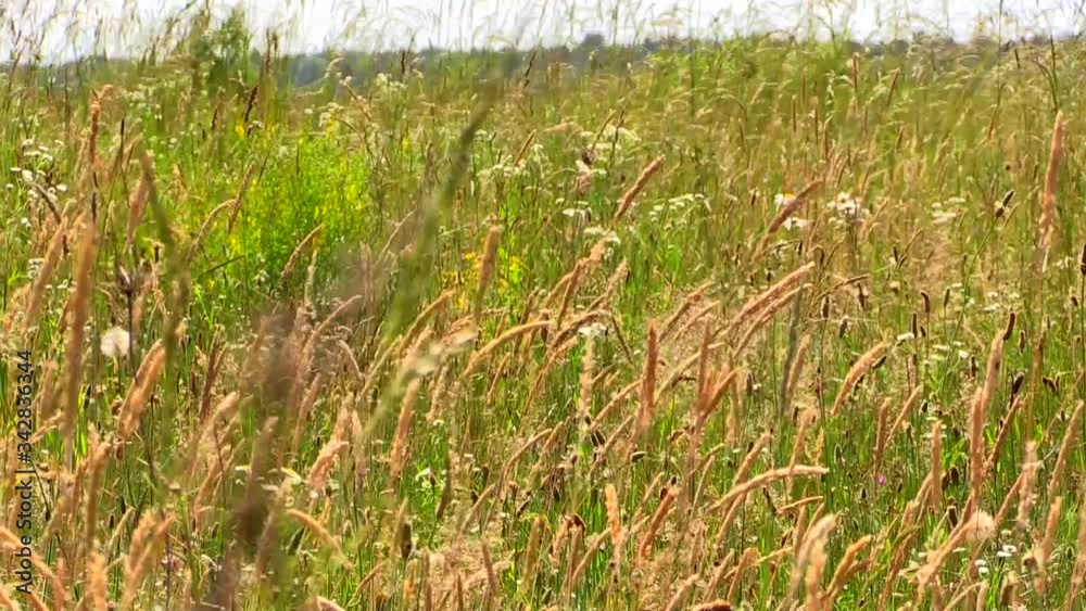 Field and green grass swaying in the wind for background Field and green grass swaying in the wind for background