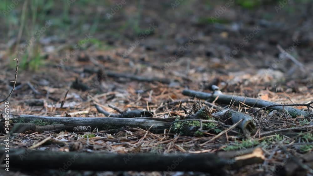 Men's legs are on the forest floor. Men's legs are on the forest floor.