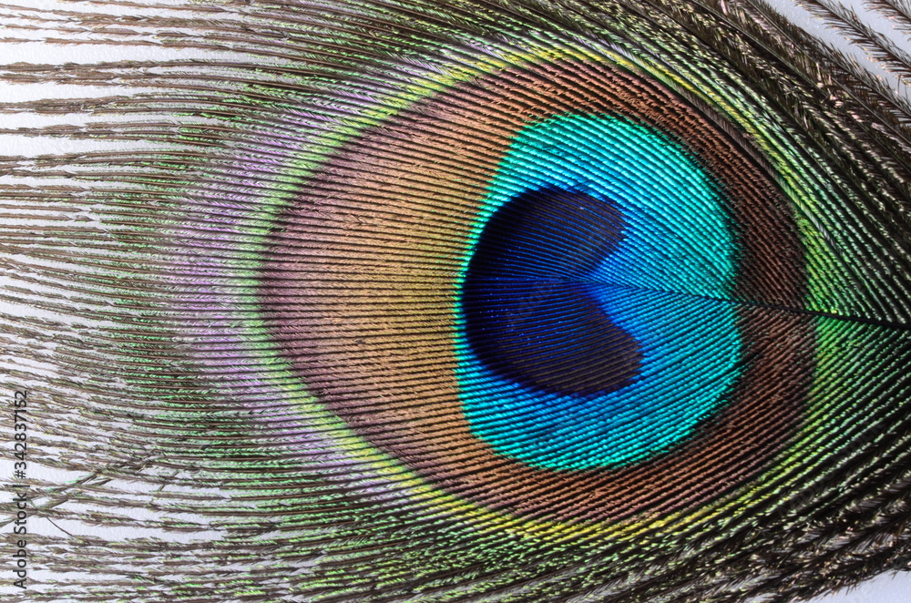 Obraz premium peacock feather close up