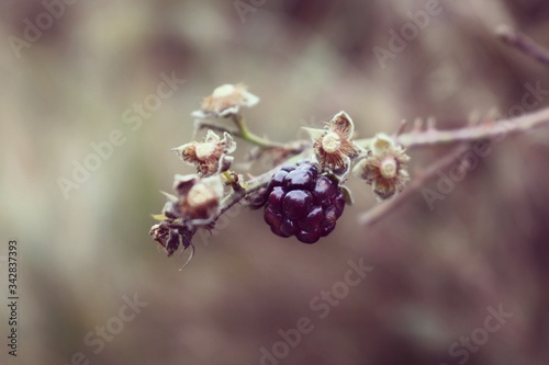 Berry